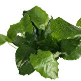 Calathea Musaica ‘Network’ (Dua Çiçeği)