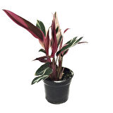 Calathea Triostar (Dua Çiçeği)