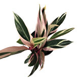 Calathea Triostar (Dua Çiçeği)