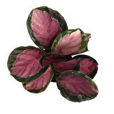 Calathea Picturata 'Crimson' (Dua Çiçeği)