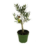 Olea Europaea (Zeytin Fidanı)