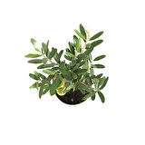 Olea Europaea (Zeytin Fidanı)