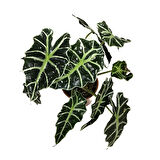 Alocasia Amazonica ‘Polly’ (Fil Kulağı)