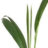 Cocos Nucifera (Hindistan Cevizi Palmiyesi)