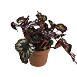 Begonia Rex 'Yamileth' (Begonya)
