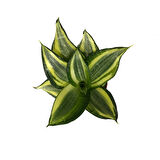 Sansevieria ‘Golden Hahnii’ (Paşa Kılıcı)