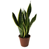 Sansevieria Trifasciata (Paşa Kılıcı)
