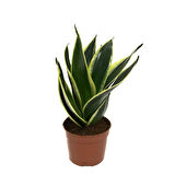 Sansevieria 'Yellow Stripe' (Paşa Kılıcı)