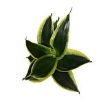 Sansevieria 'Yellow Stripe' (Paşa Kılıcı)