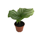 Calathea Orbifolia (Dua Çiçeği)