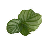 Calathea Orbifolia (Dua Çiçeği)