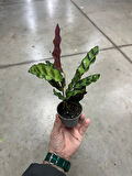 Calathea Lancifolia (Dua Çiçeği)