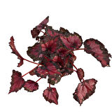 Begonia Rex 'Red Tango' (Begonia Çiçeği)