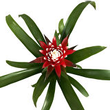 Guzmania Lingulata 'Hope' (Guzmanya)