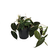 Philodendron Micans