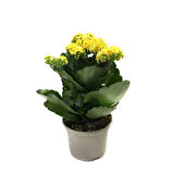 Kalanchoe Calandiva 'Yellow' (Kalanşo Çiçeği)