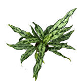Aglaonema Juliette (Çin Herdemyeşili)