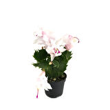 Schlumbergera 'White' (Yılbaşı Çiçeği)