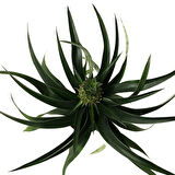 Ananas Comosus (Ananas Bitkisi)