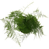 Asparagus Plumosus (Kuşkonmaz Çiçeği)