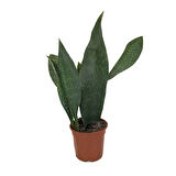 Sansevieria Masoniana 'Congo' (Paşa Kılıcı)