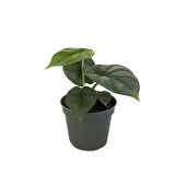 Alocasia 'Silver Dragon' (Fil Kulağı)