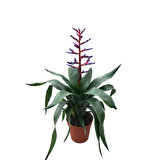 Aechmea 'Blue Rain' (Kupa Çiçeği)