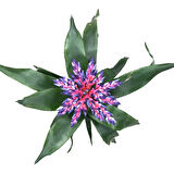 Aechmea 'Blue Rain' (Kupa Çiçeği)