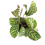 Calathea Medallion 'Flamestar' (Dua Çiçeği)