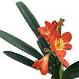 Clivia Miniata (Klivya Çiçeği)