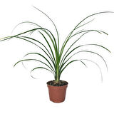 Beaucarnea Recurvata (Nolina Fil Ayağı Bitkisi)