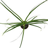 Beaucarnea Recurvata (Nolina Fil Ayağı Bitkisi)