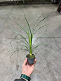 Beaucarnea Recurvata (Nolina Fil Ayağı Bitkisi)
