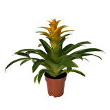 Guzmania Lingulata 'Yellow' (Guzmanya)