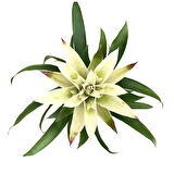 Guzmania Lingulata 'White' (Guzmanya)