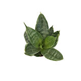 Sansevieria 'Green Hahnii' (Paşa Kılıcı)