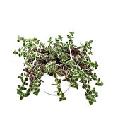 Crassula Marginalis