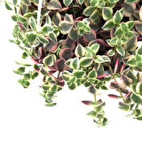 Crassula Marginalis