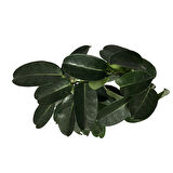 Stephanotis Floribunda (Madagaskar Yasemini)