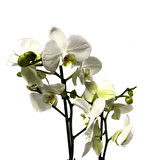 Phalaenopsis 'Leeds' (Beyaz Orkide)