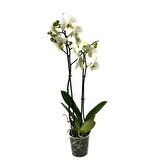 Phalaenopsis 'Leeds' (Beyaz Orkide)