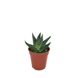 Gasterhaworthia 'Royal Highness' (Sukulent)