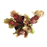 Sarracenia Purpurea 'Venosa' (Sinek Kapan Etobur Bitki)