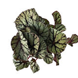 Begonia Rex 'Fedor' (Begonya)