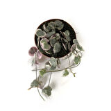 Ceropegia Woodii 'Variegata' (Kalp Kalbe Karşı Çiçeği)