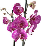 Phalaenopsis 'Budapest' (Fuşya Orkide)
