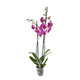 Phalaenopsis 'Budapest' (Fuşya Orkide)