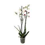 Phalaenopsis 'Castor' (Beyaz Orkide)