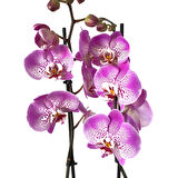 Phalaenopsis 'Jillion' (Fuşya Orkide)