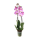Phalaenopsis 'Jillion' (Fuşya Orkide)